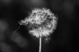 a dandelion with flowers coming off
